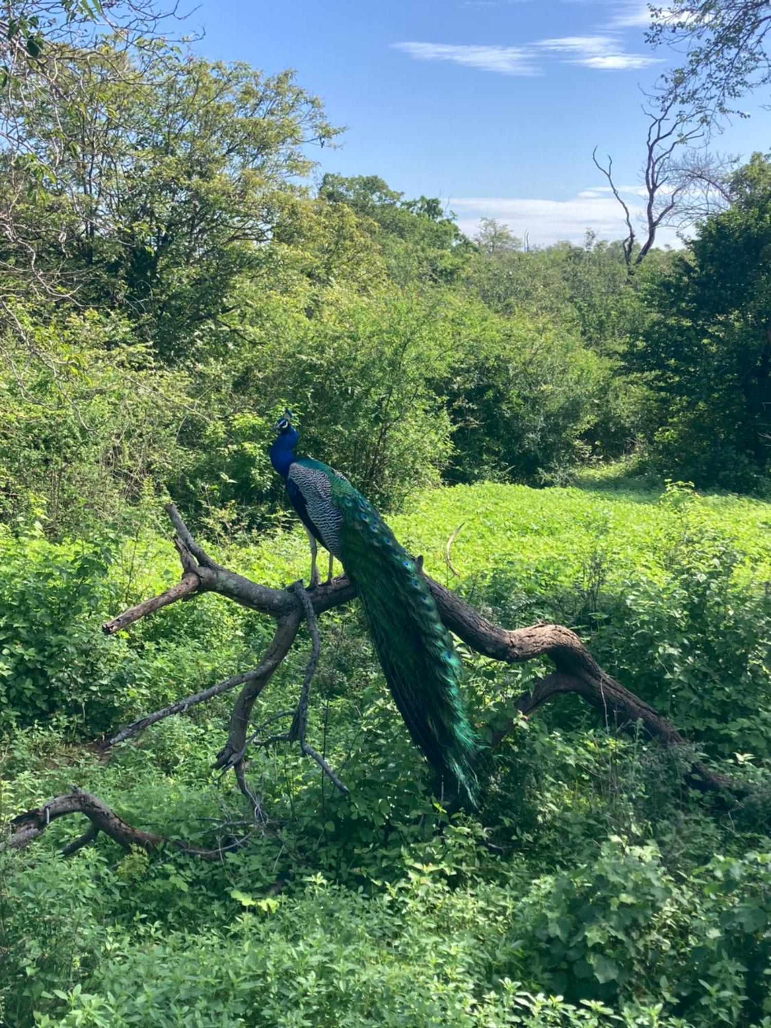 Amba Kola Udawalawa Hotel Udawalawe Buitenkant foto