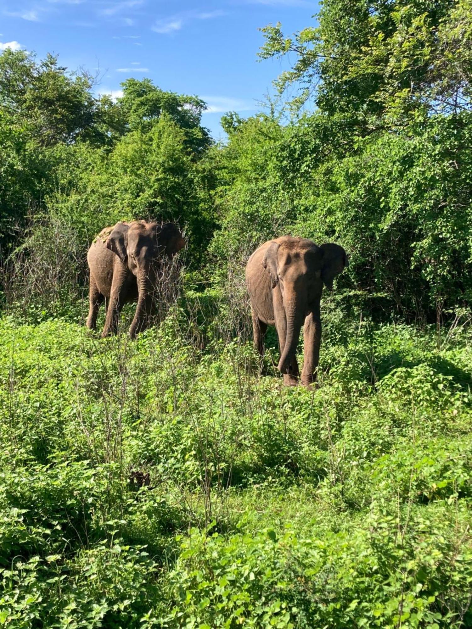 Amba Kola Udawalawa Hotel Udawalawe Buitenkant foto